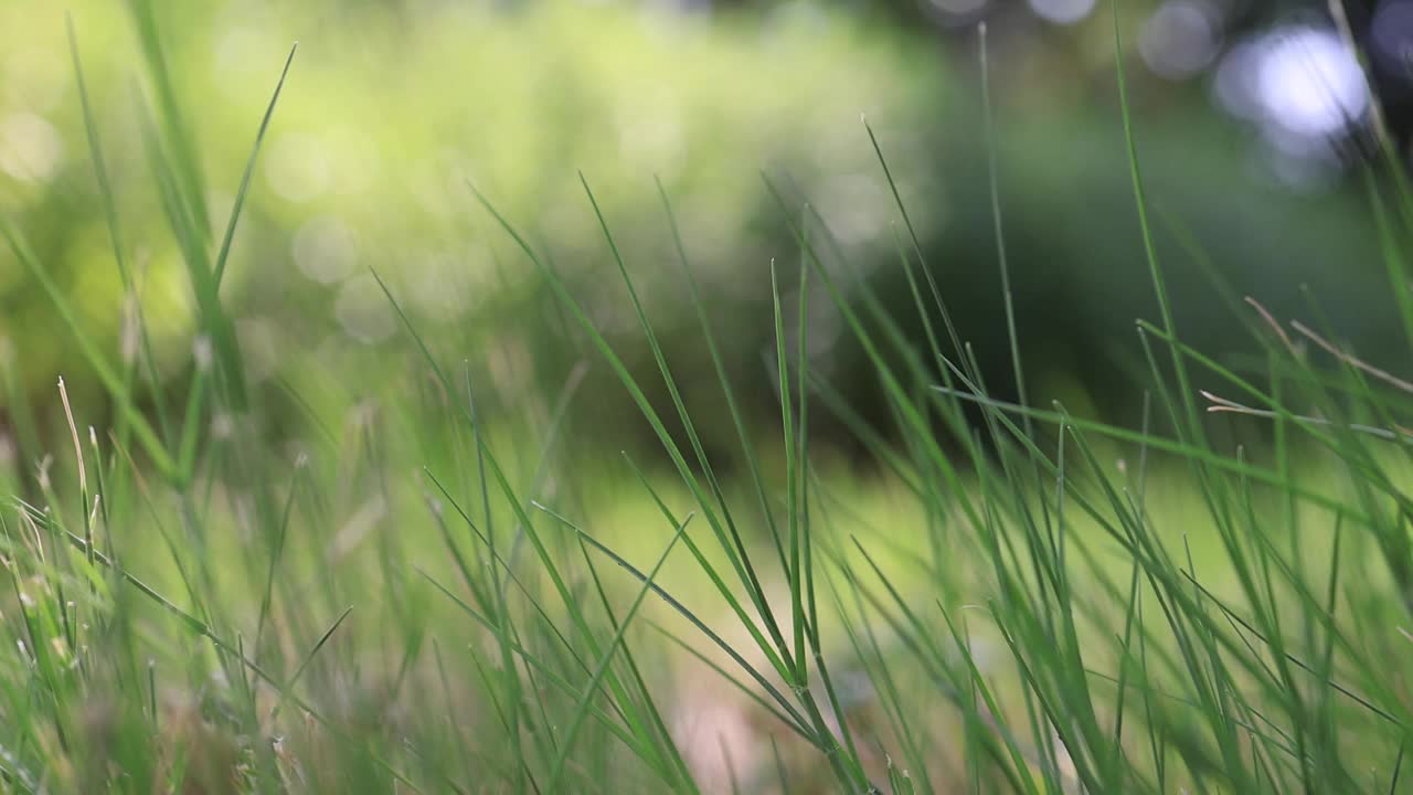 绿草的特写视频素材