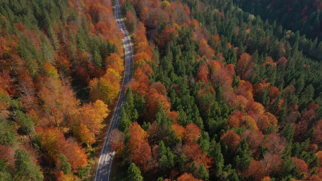 飞过空旷的秋路上，绿树、橙树、红树混合着明亮的色调视频下载