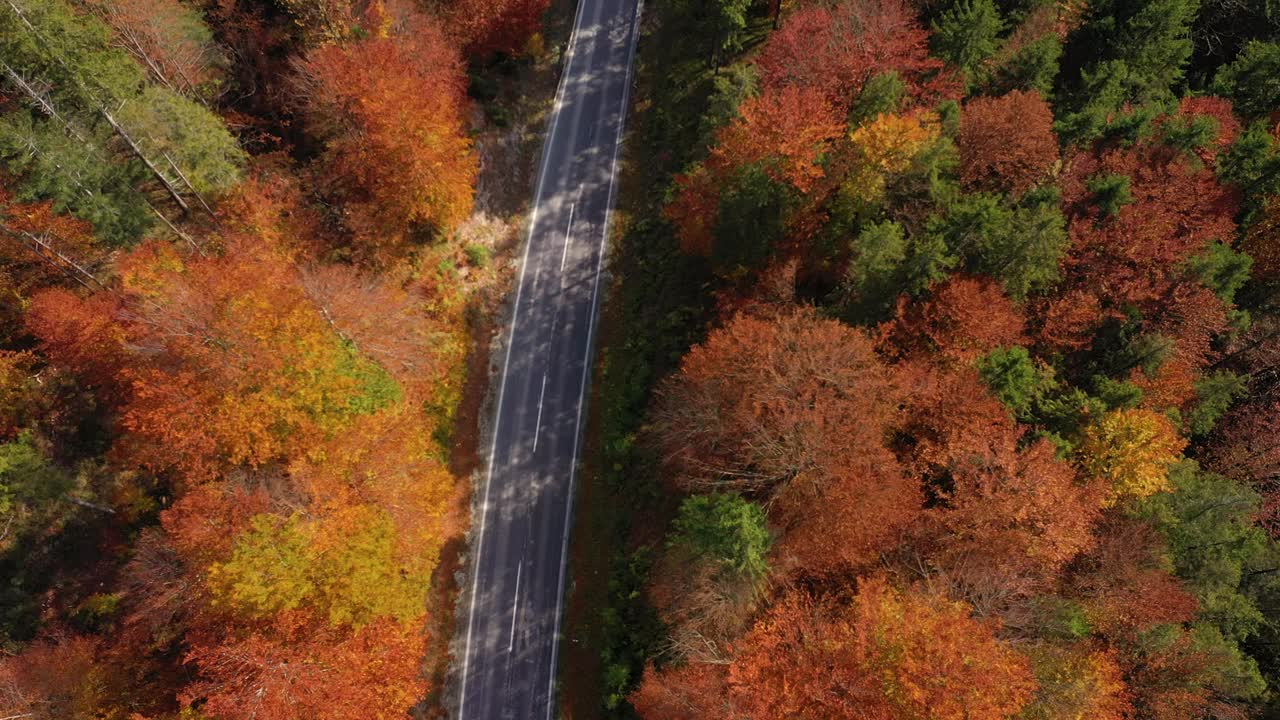 飞过空旷的秋路上，绿树、橙树、红树混合着明亮的色调视频素材