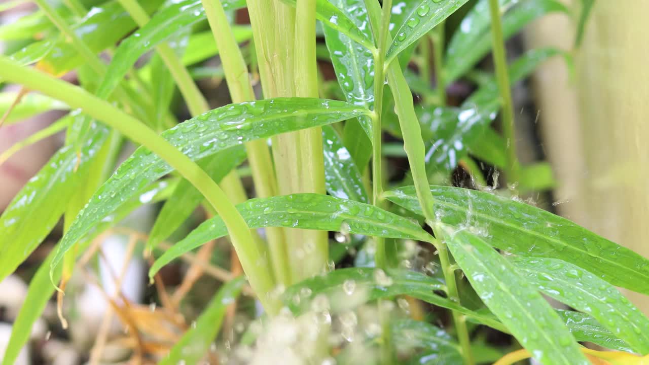 近距离给花园里的植物浇水视频素材