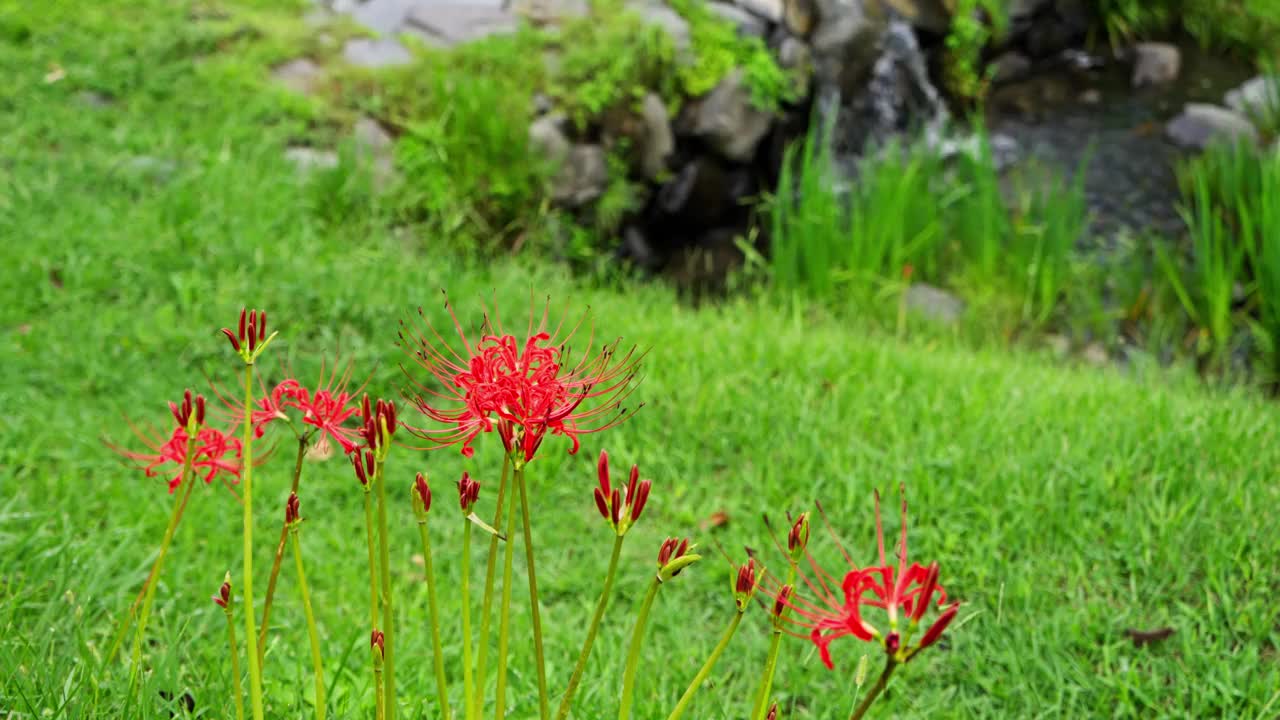 红蜘蛛百合花(石蒜)视频下载