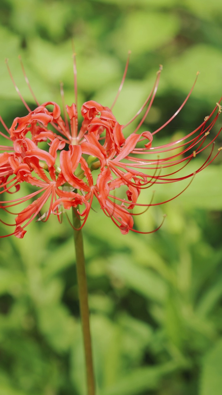 红蜘蛛百合花或丛中朱顶花，秋日或秋日，东花视频素材