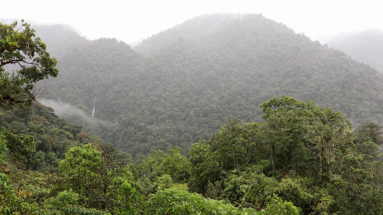 下雨天的丛林景观。塔班蒂国家公园内的雨林带瀑布，传统的多云雾天天气。绿色自然背景。哥斯达黎加荒野视频下载