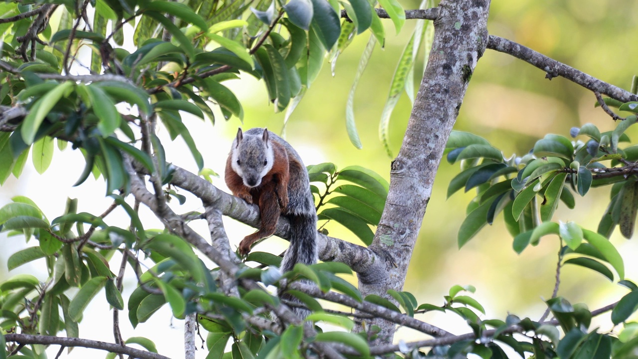 杂色松鼠(Sciurus variegatoides)在可可海滩附近的树上觅食。哥斯达黎加野生动物视频下载