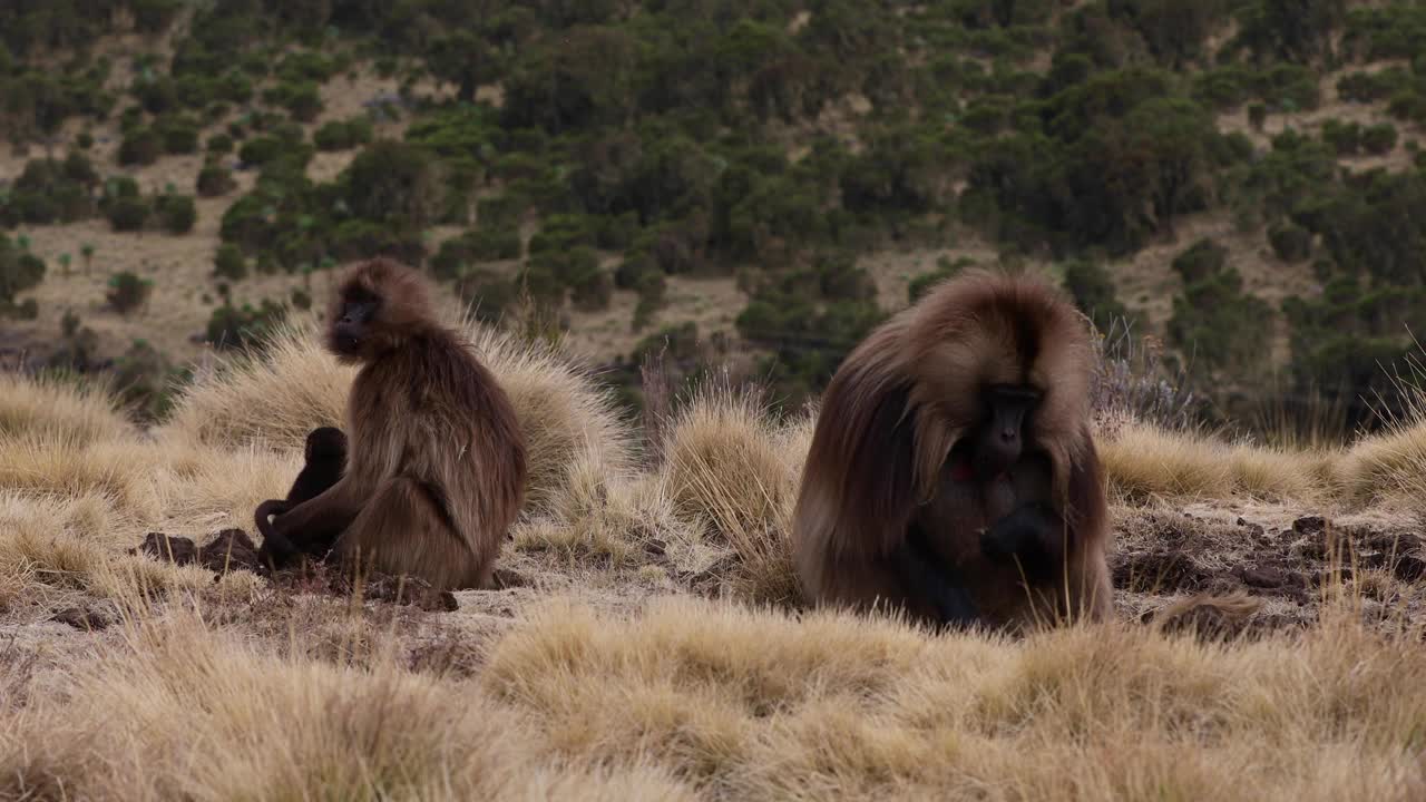 岩石上的特有动物狮尾猴科群，有山景。狮尾蜥，埃塞俄比亚自然栖息地，非洲塞米恩山埃塞俄比亚野生动物视频下载