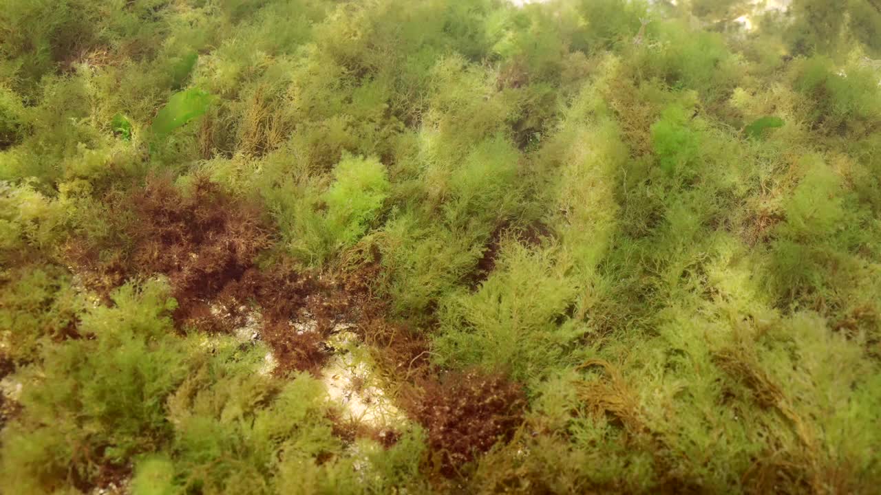 布满绿藻、海莴苣(Ulva maeotica)和褐藻(Cystoseira barbata)视频素材