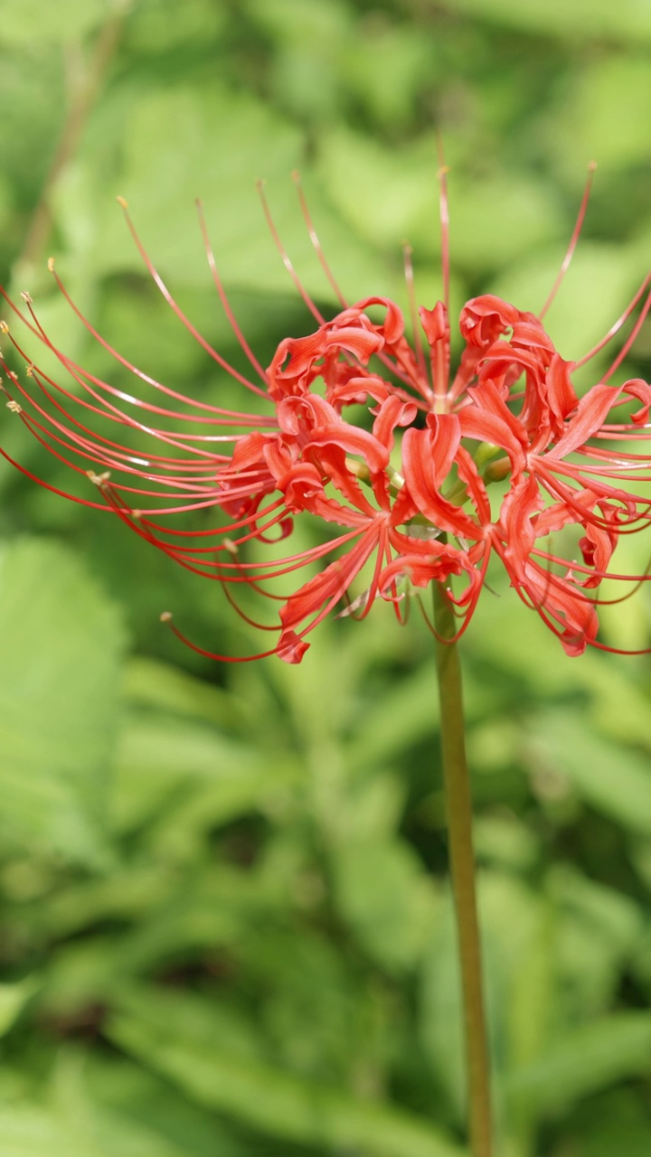 红蜘蛛百合花或丛中朱顶花，秋日或秋日，东花视频素材