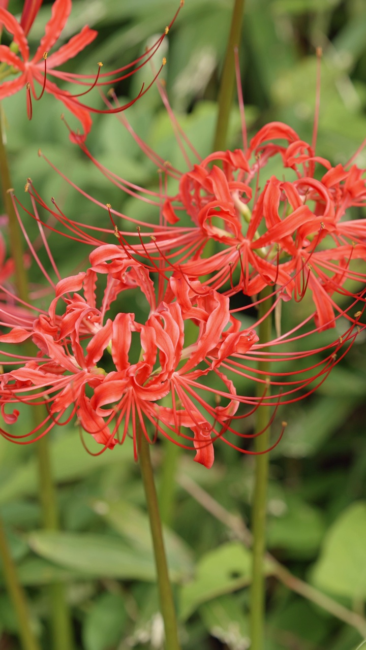 红蜘蛛百合花或丛中朱顶花，秋日或秋日，东花视频素材