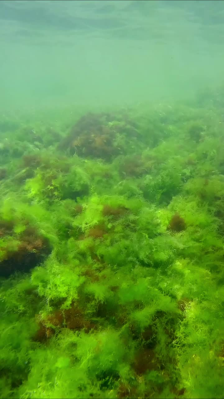 覆盖着贻贝和藻类的礁石:海藻类，海藻类和苔藓，水下海景，慢动作视频素材