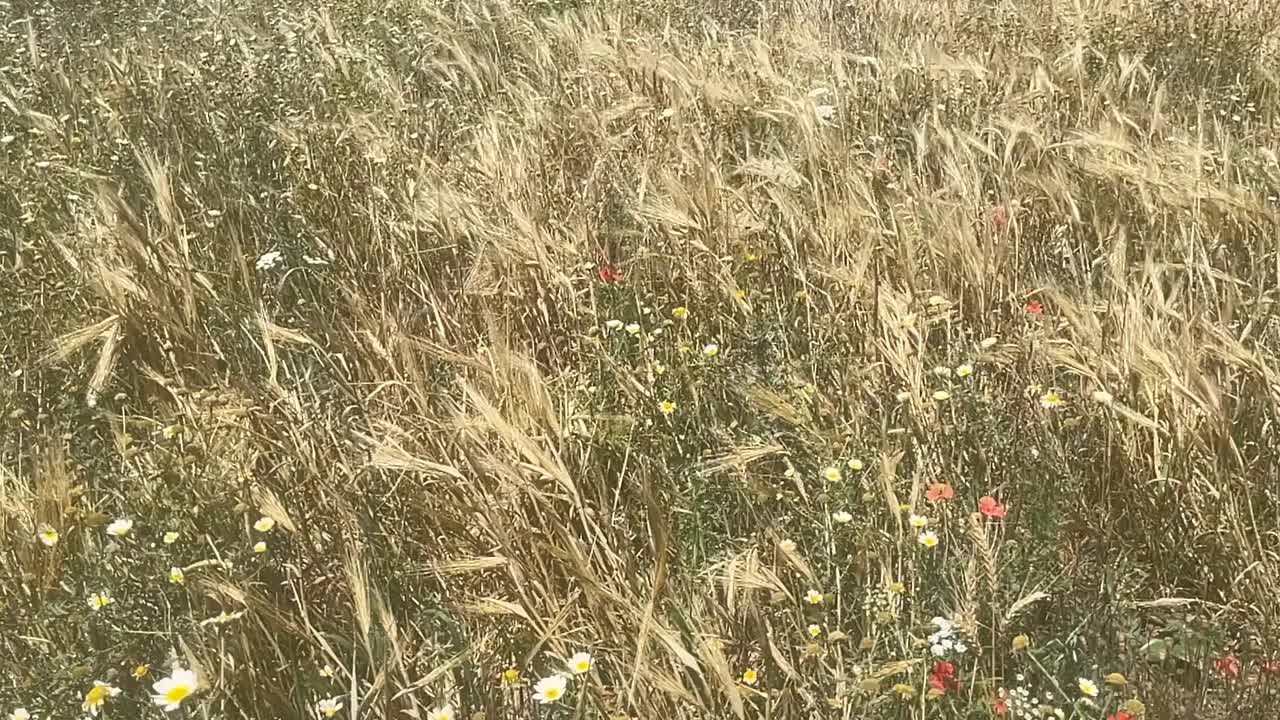 宁静的草地视频下载