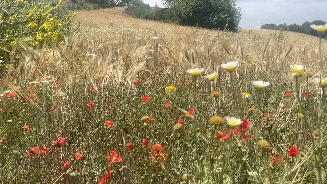 宁静的草地视频下载