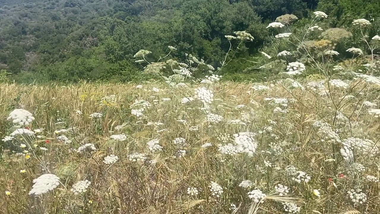 宁静的草地视频下载