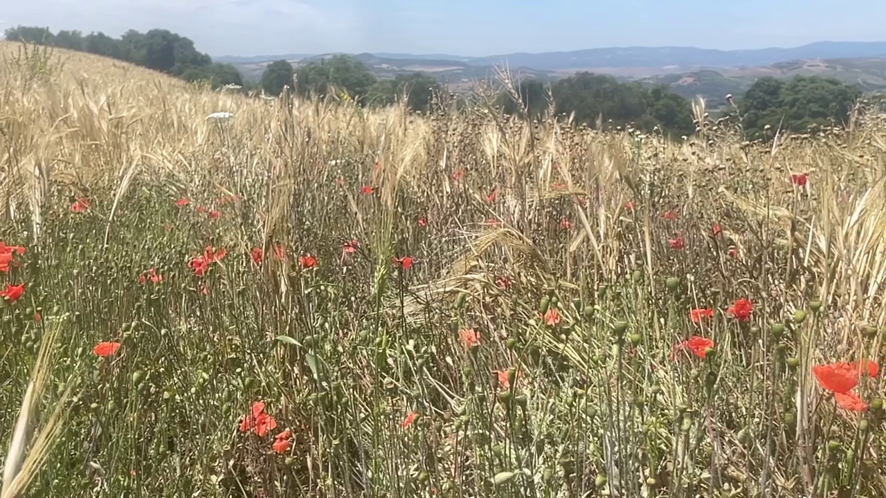 宁静的草地视频下载