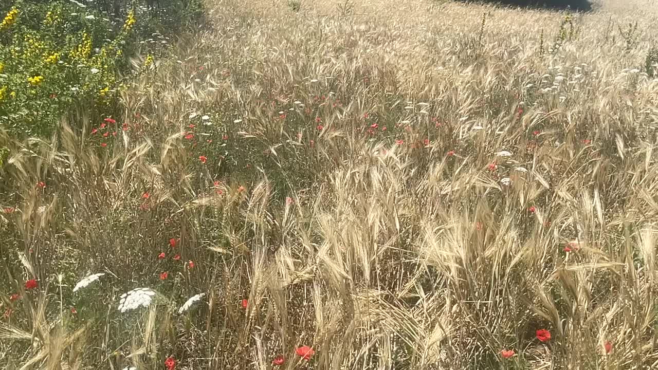 宁静的草地视频下载