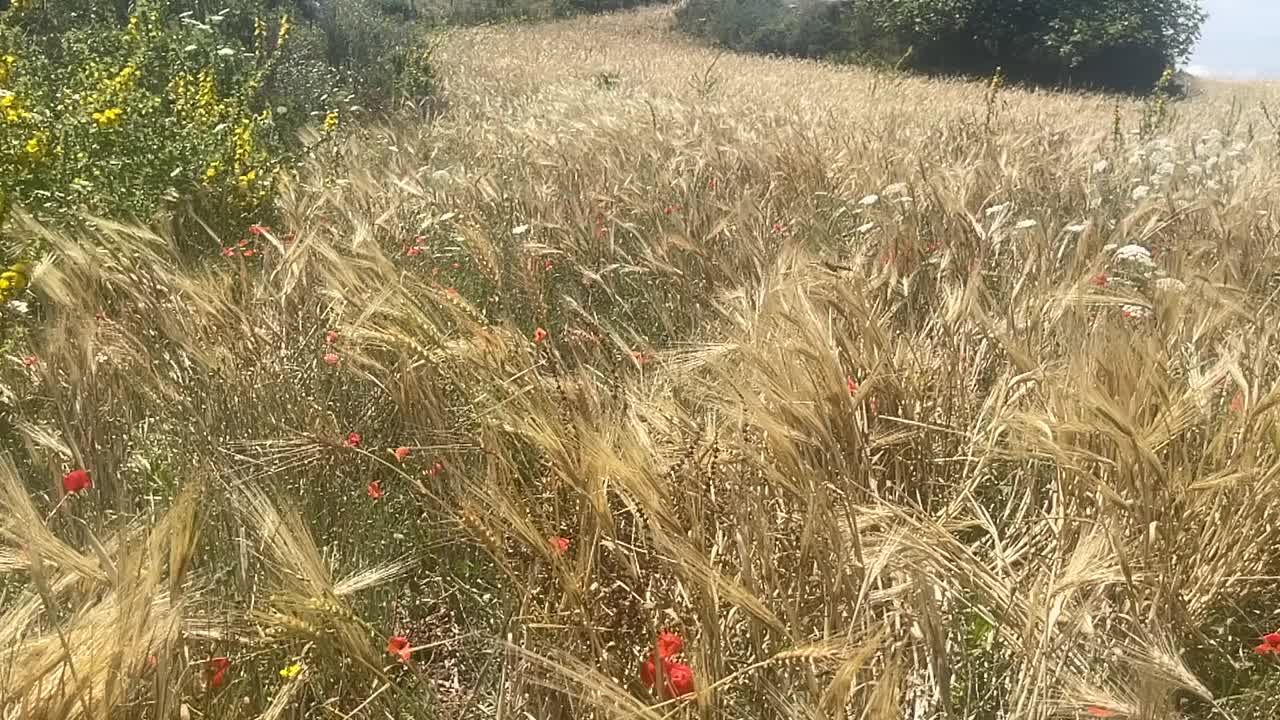 宁静的草地视频下载