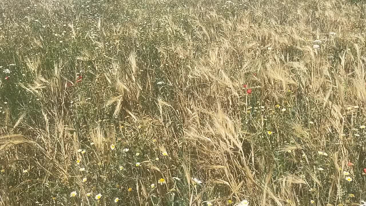 宁静的草地视频下载