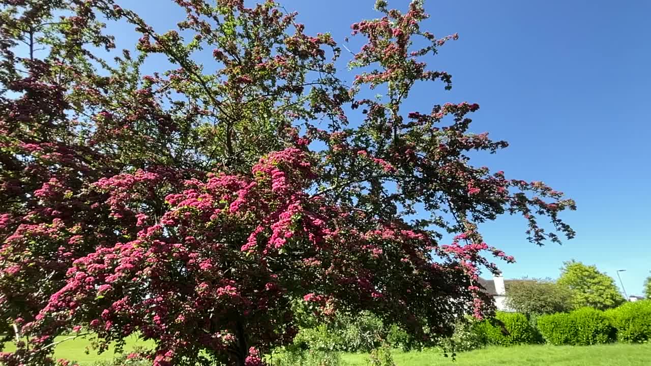 宁静的草地视频下载