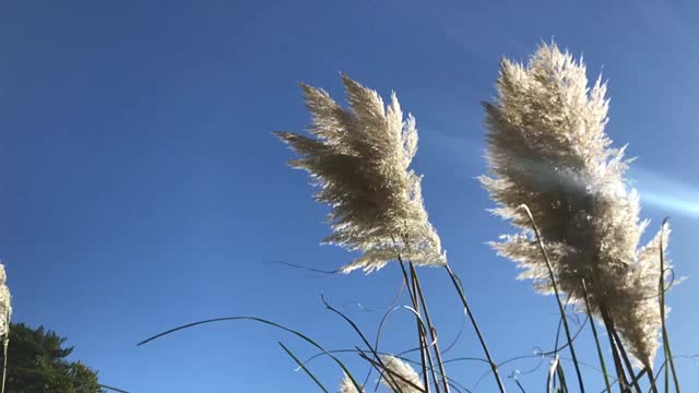 宁静的草地视频下载