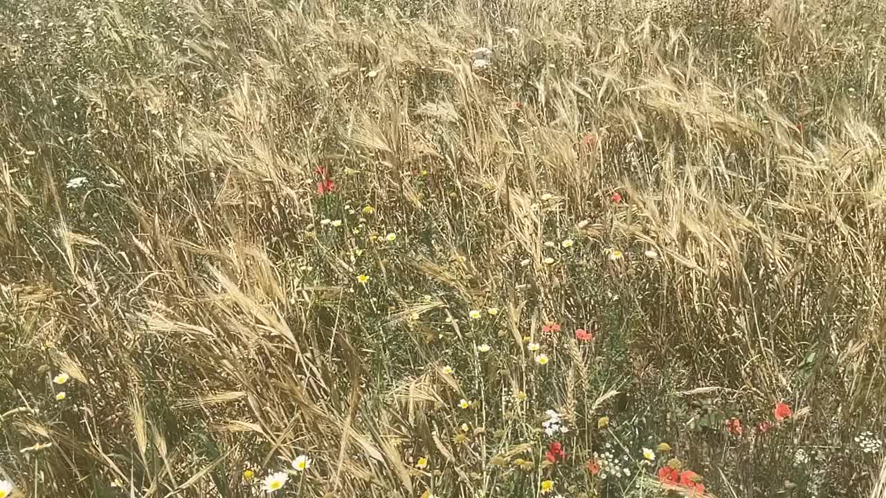 宁静的草地视频素材