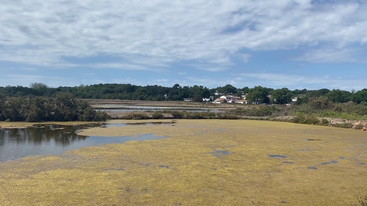 在Parc Naturel Marin Estuaire de la Gironde和de la Mer des Pertuis的盐沼中，背景是la Riviere村视频下载