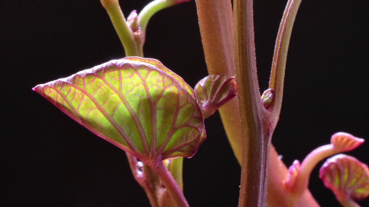 甘薯或甘薯(Ipomoea batatas)生长的叶子视频素材