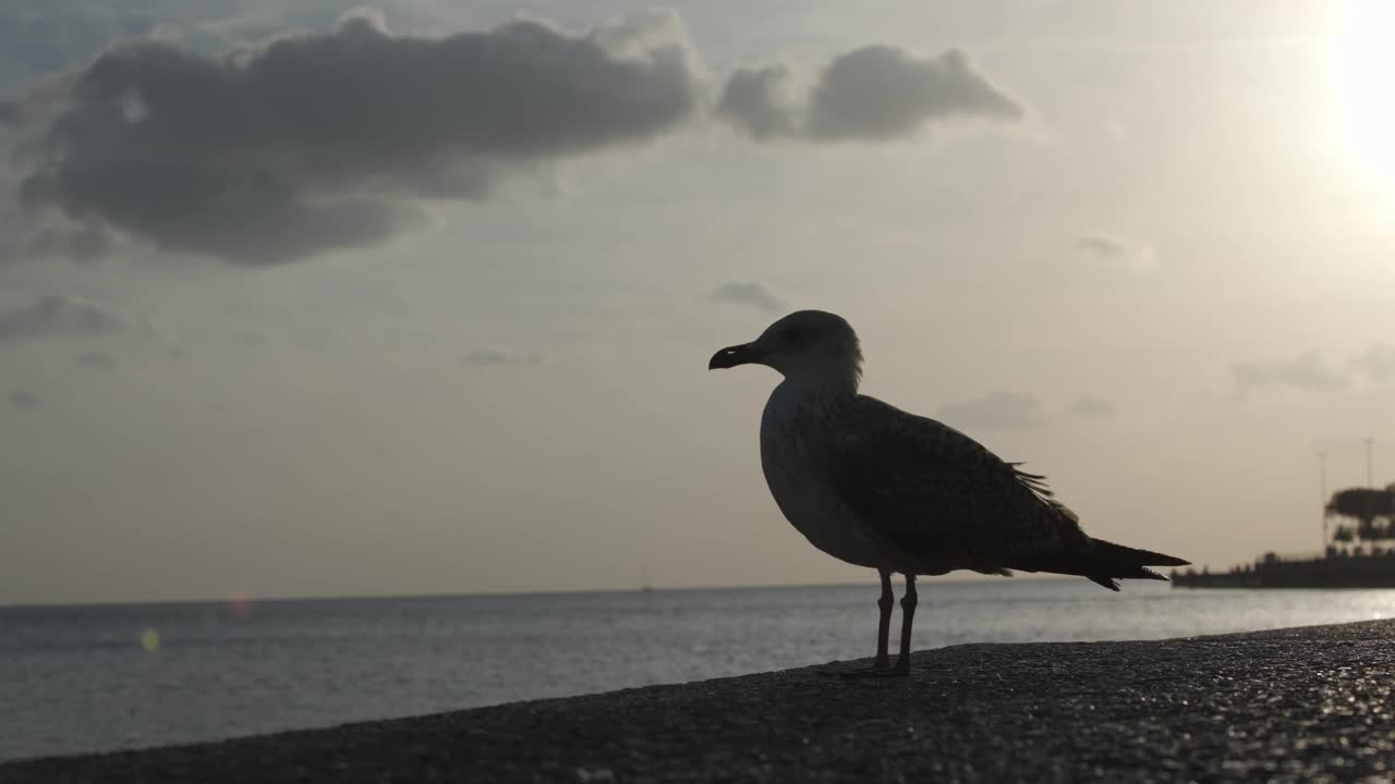 海鸥站在墙上。视频素材