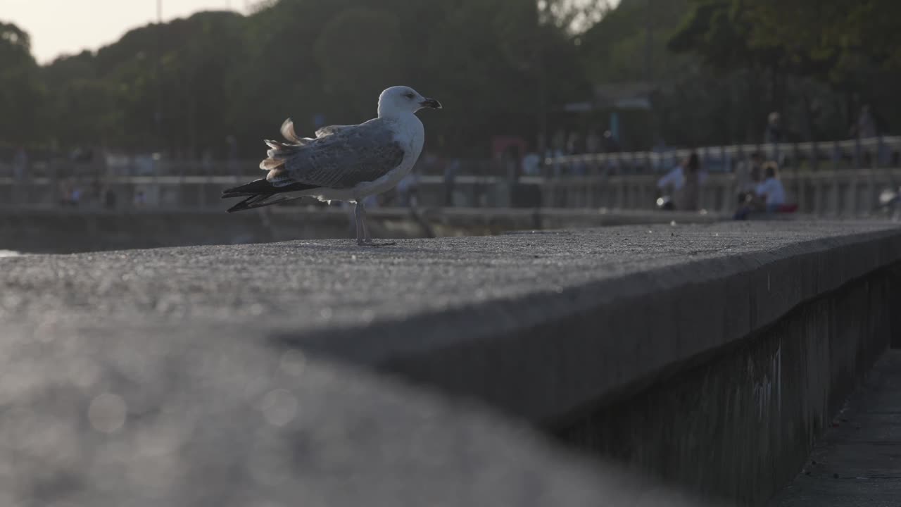 海鸥站在墙上。视频素材