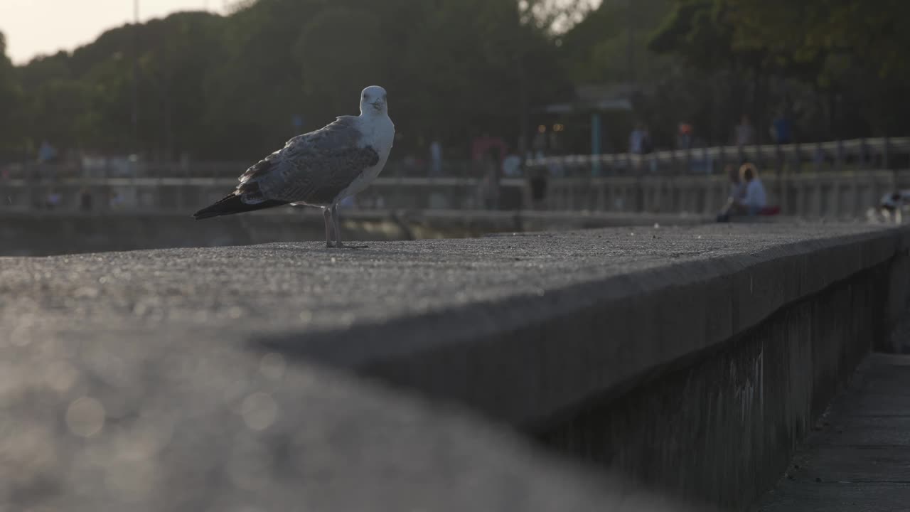 海鸥站在墙上。视频素材