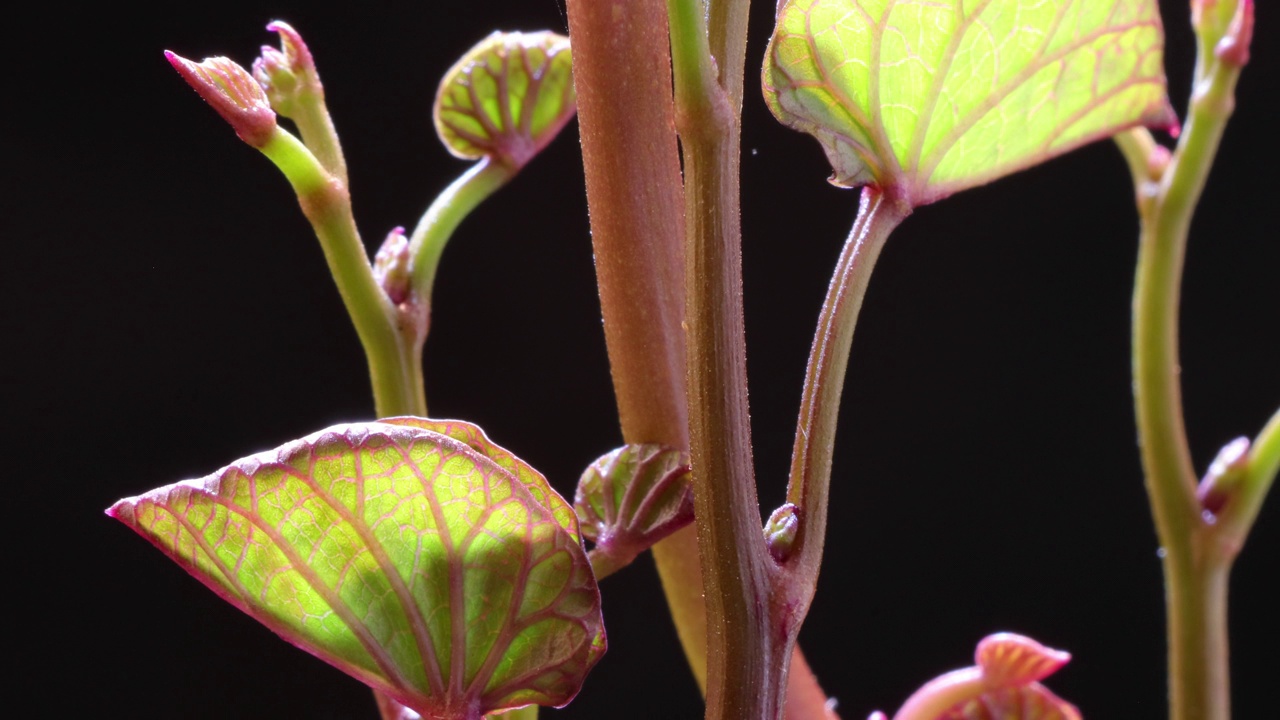 甘薯或甘薯(Ipomoea batatas)生长的叶子视频素材