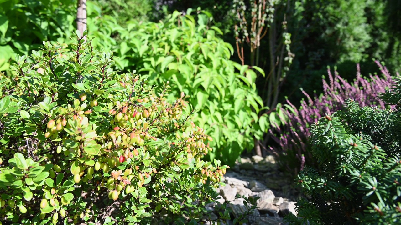 小型后院花园夏季植物封闭视频素材