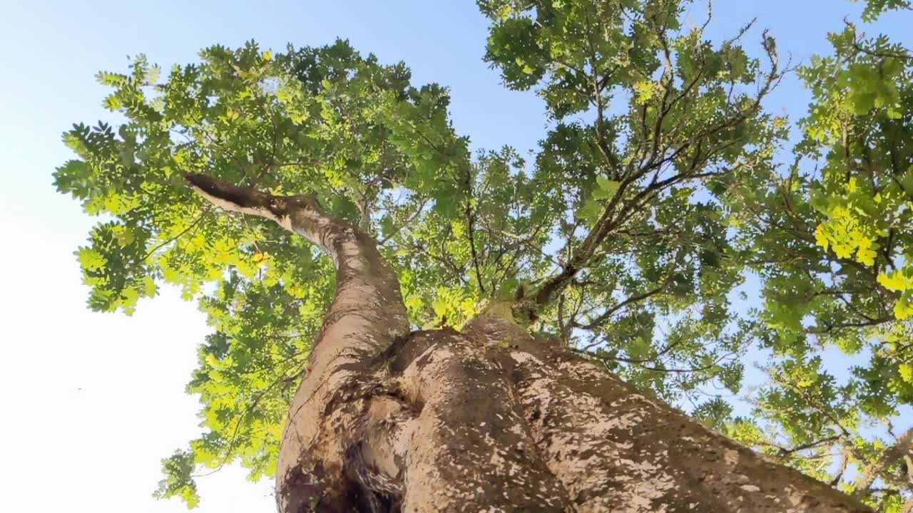 清新的自然和绿色的热带树木的电影镜头视频素材