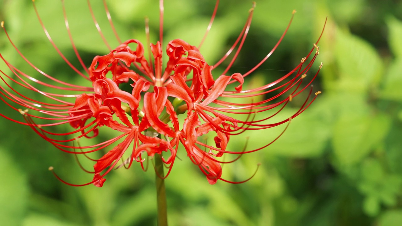 红蜘蛛百合花或丛中朱顶花，秋日或秋日，东花视频素材