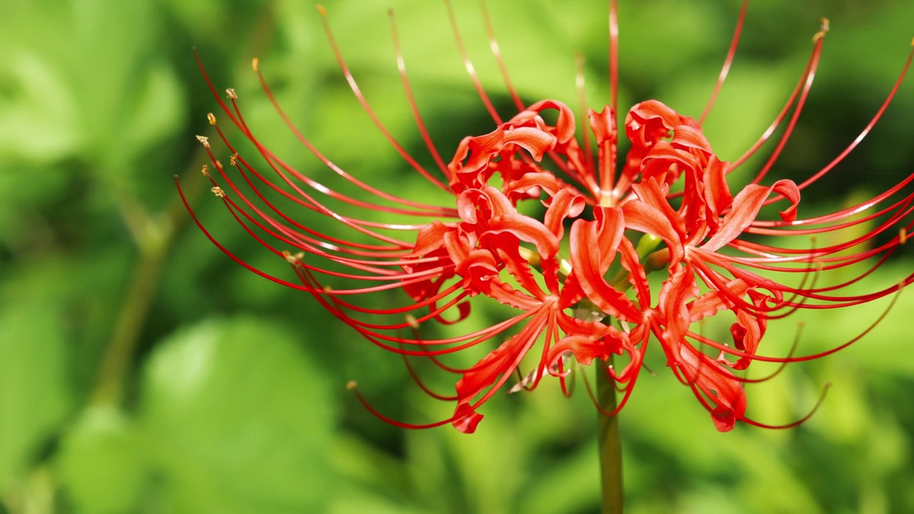 红蜘蛛百合花或丛中朱顶花，秋日或秋日，东花视频素材