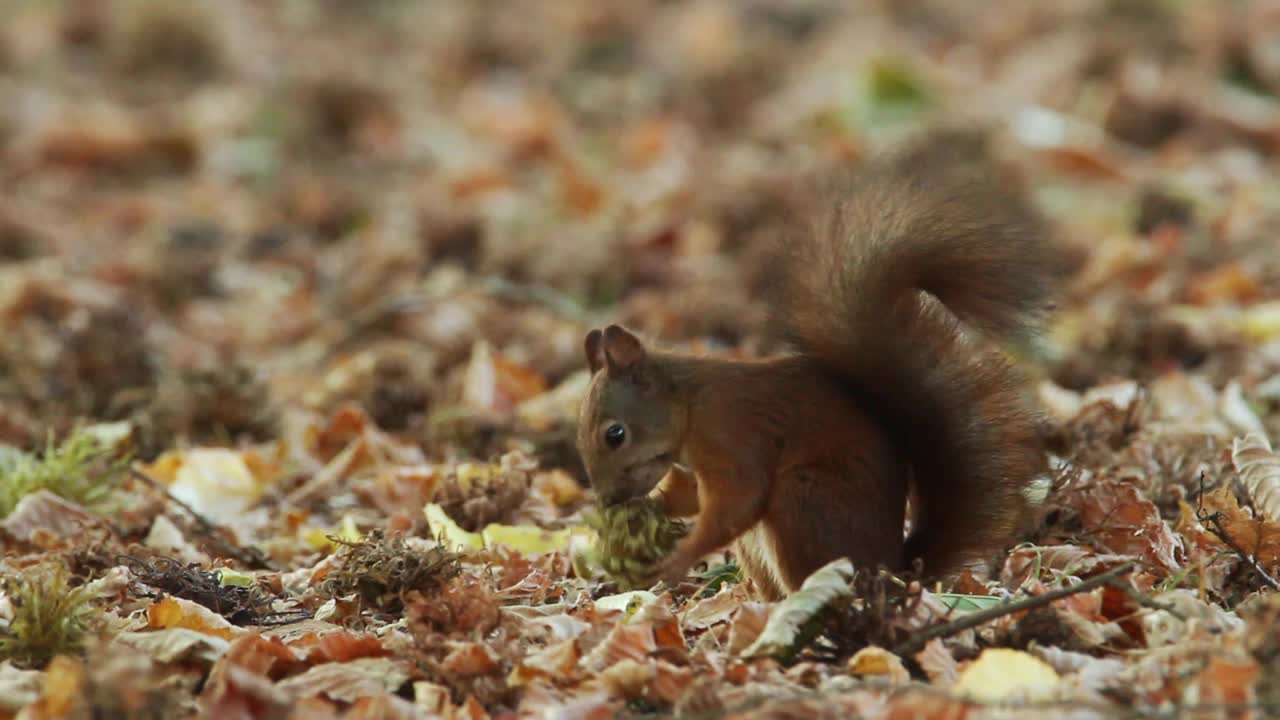 红松鼠或欧亚红松鼠(Sciurus vulgaris)在秋天吃栗子视频素材