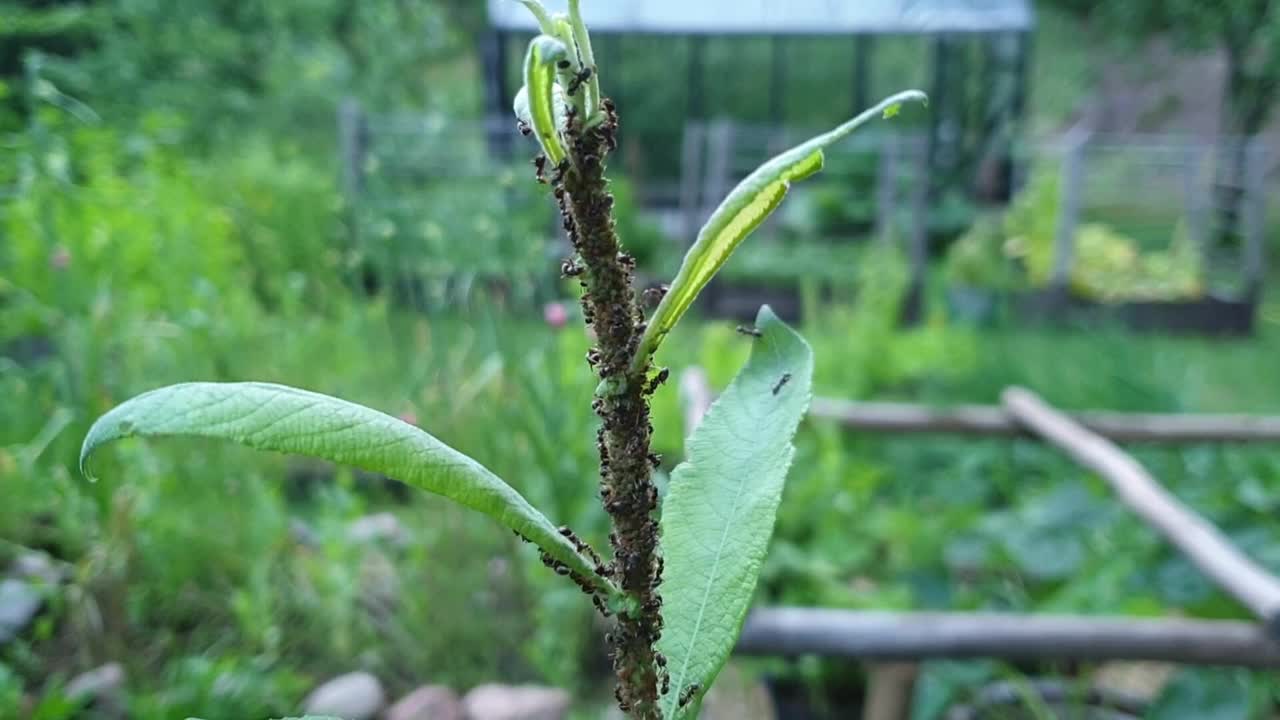 小黑蚂蚁聚集在绿叶和树枝上吃它们视频素材