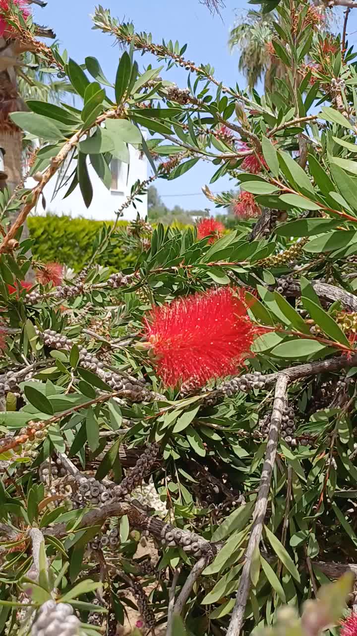 花园里的红色瓶刷花视频下载