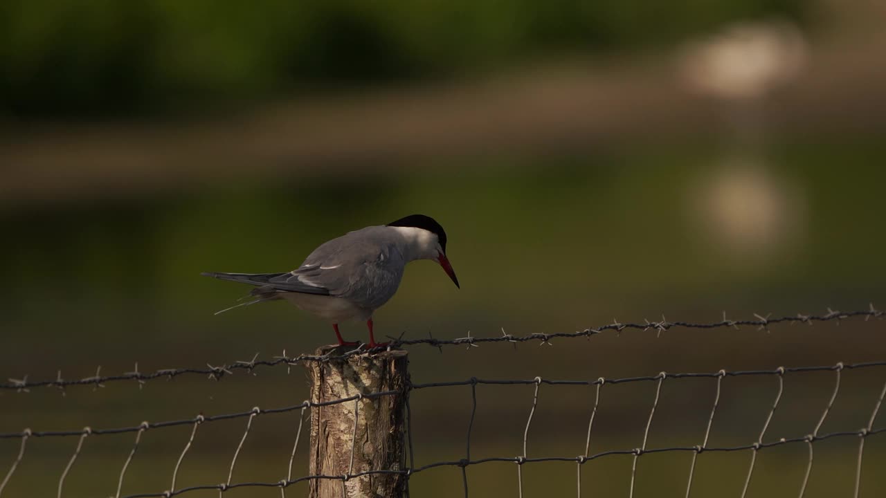 一种普通的燕鸥(Sterna hirundo)，站在有带刺铁丝的木杆上，向右看。视频素材