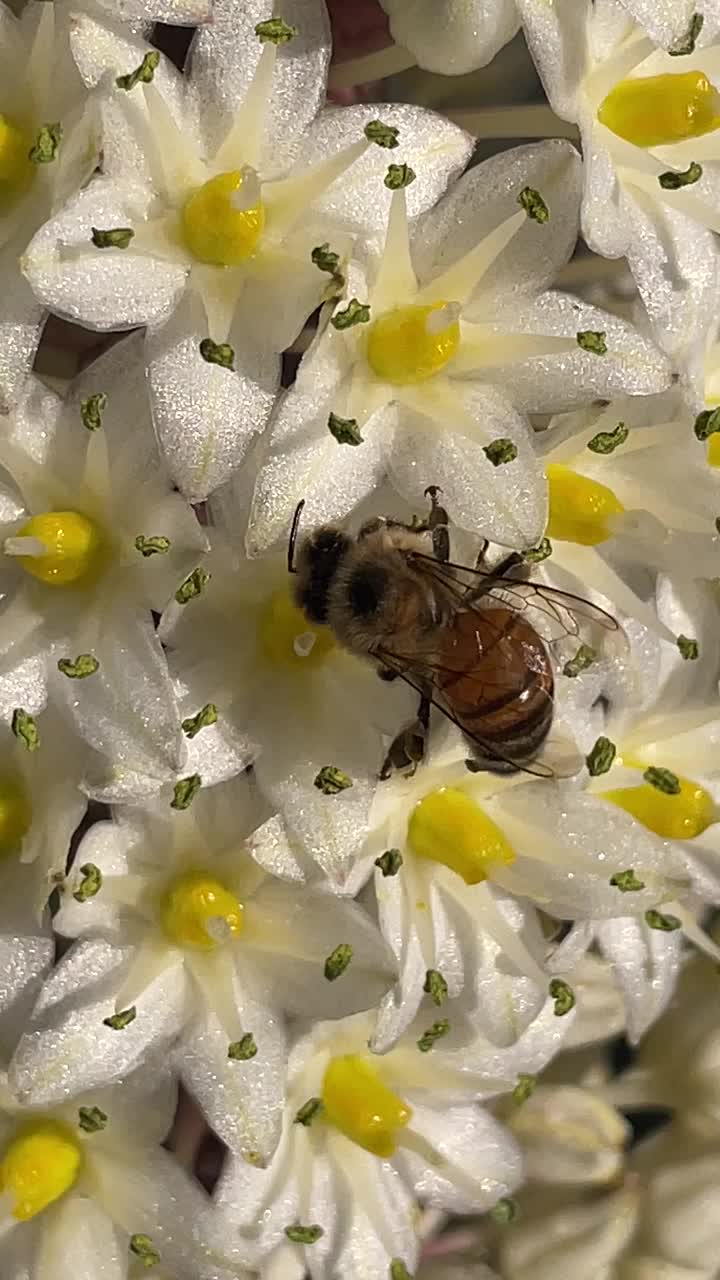 蜜蜂在花上视频素材