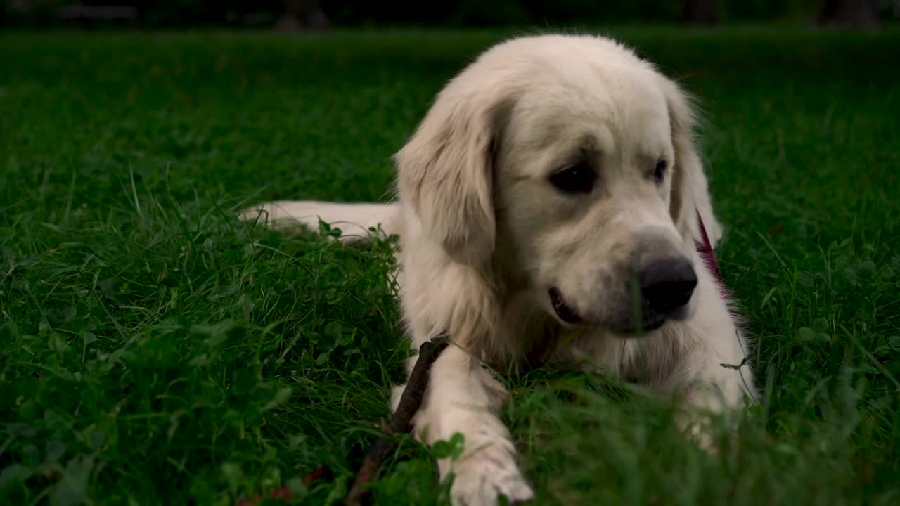 可爱的年轻拉布拉多猎犬品种咀嚼棍棒，晚上在公园或花园的草地上玩耍。宠物的概念，积极的生活方式，热爱动物，宠物。傍晚和狗在城市里散步。视频下载