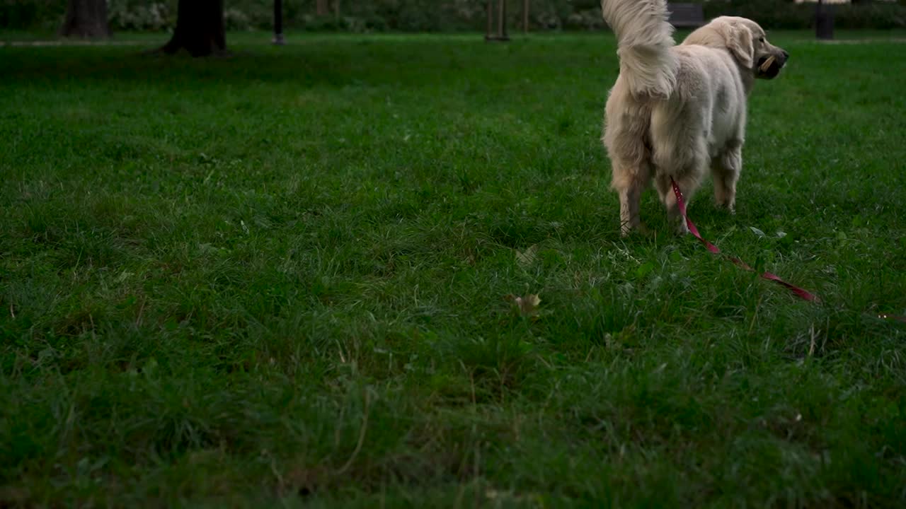 可爱的年轻拉布拉多猎犬品种咀嚼棍棒，晚上在公园或花园的草地上玩耍。宠物的概念，积极的生活方式，热爱动物，宠物。傍晚和狗在城市里散步。视频下载