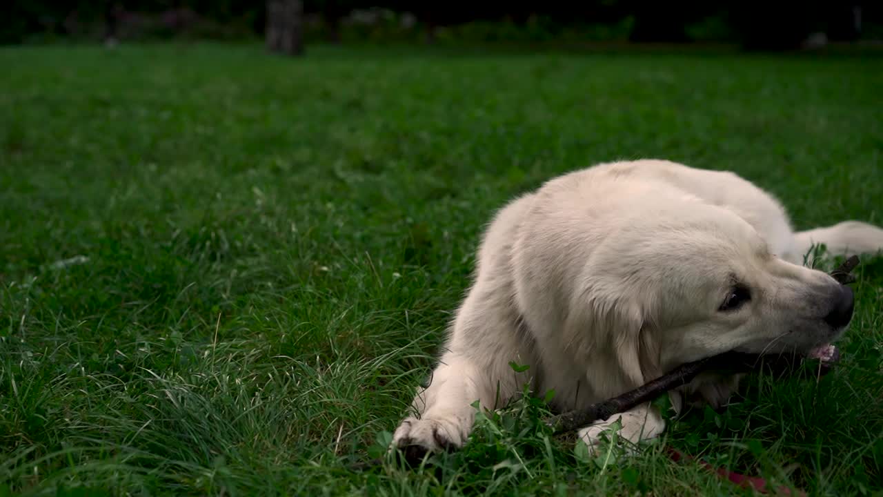 可爱的年轻拉布拉多猎犬品种咀嚼棍棒，晚上在公园或花园的草地上玩耍。宠物的概念，积极的生活方式，热爱动物，宠物。傍晚和狗在城市里散步。视频素材