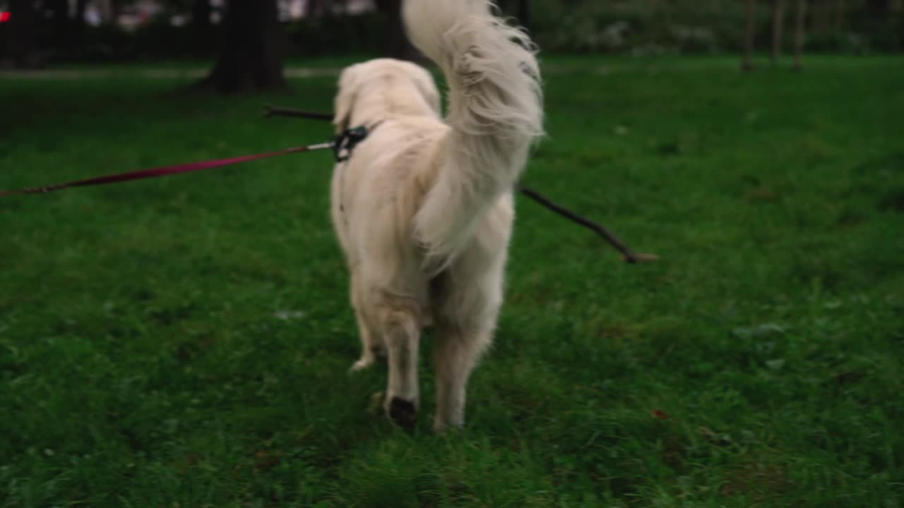 可爱的年轻拉布拉多猎犬品种咀嚼棍棒，晚上在公园或花园的草地上玩耍。宠物的概念，积极的生活方式，热爱动物，宠物。傍晚和狗在城市里散步。视频素材