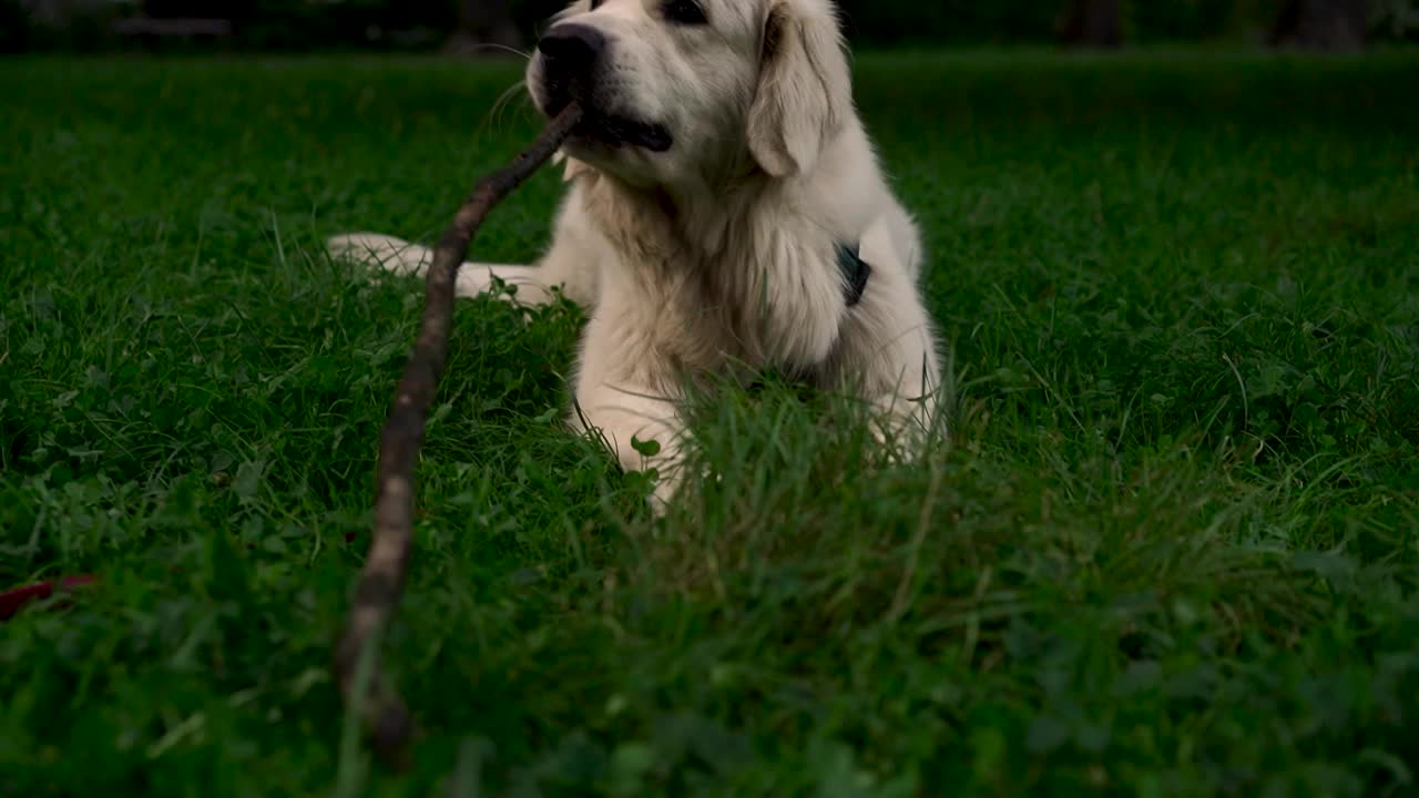 可爱的年轻拉布拉多猎犬品种咀嚼棍棒，晚上在公园或花园的草地上玩耍。宠物的概念，积极的生活方式，热爱动物，宠物。傍晚和狗在城市里散步。视频下载