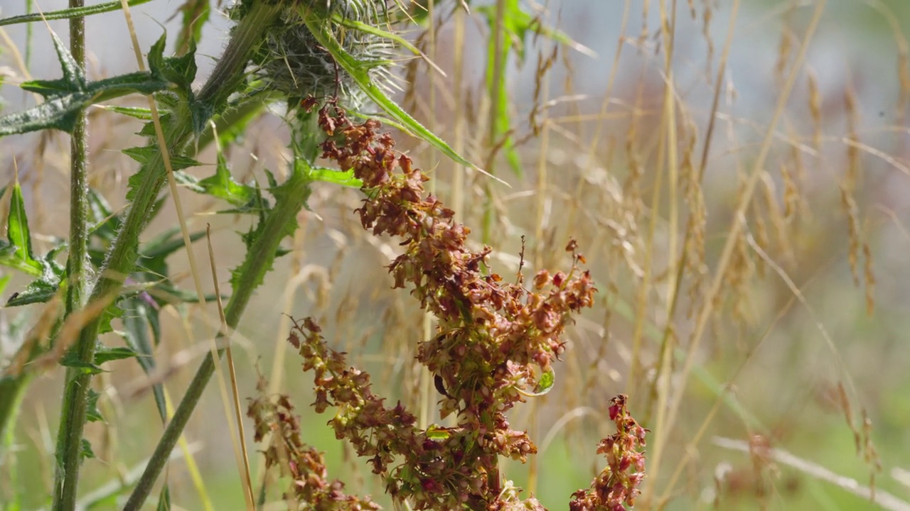 枯死的野花挨着蓟。多年生野花草地视频素材