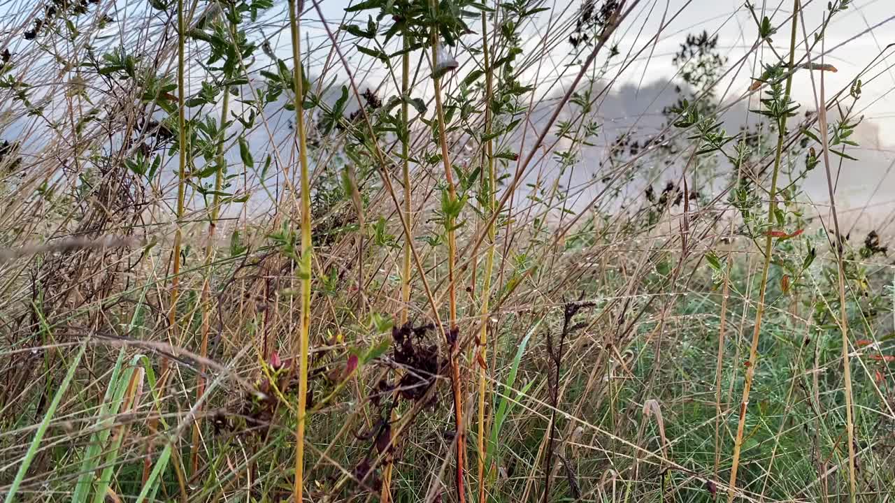 宁静朦胧的晨雾景观，草地和树木上的高草。相机移动从地面到高处。捷克宁静山水背景视频素材