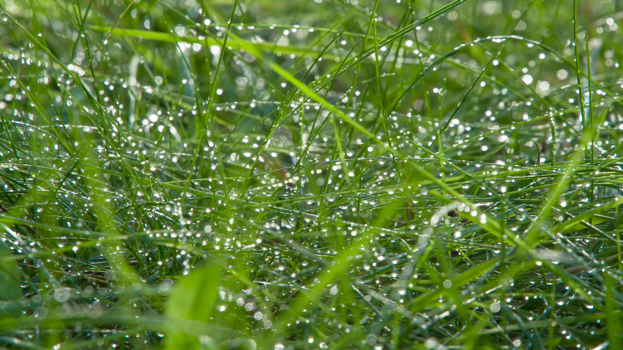 薄草叶上的晨露视频素材