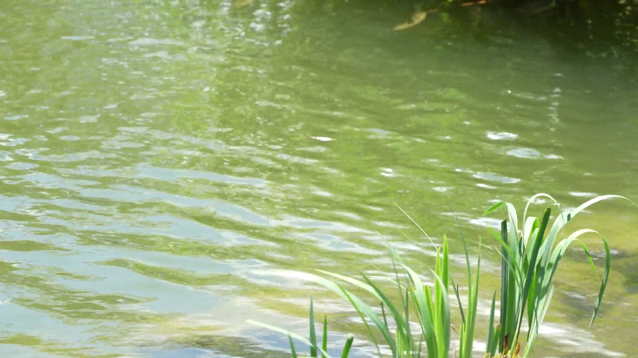 花园池塘附近的一种植物视频素材