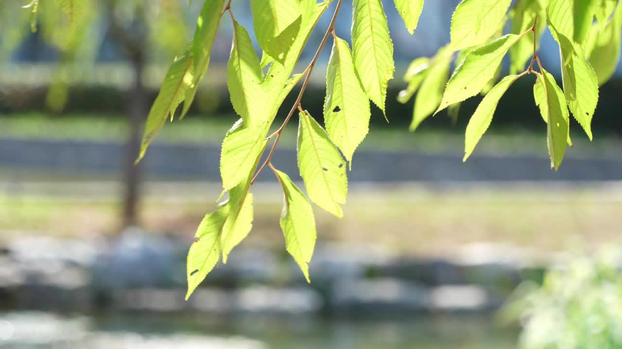 在植物园里，绿叶在阳光下移动和闪耀视频下载