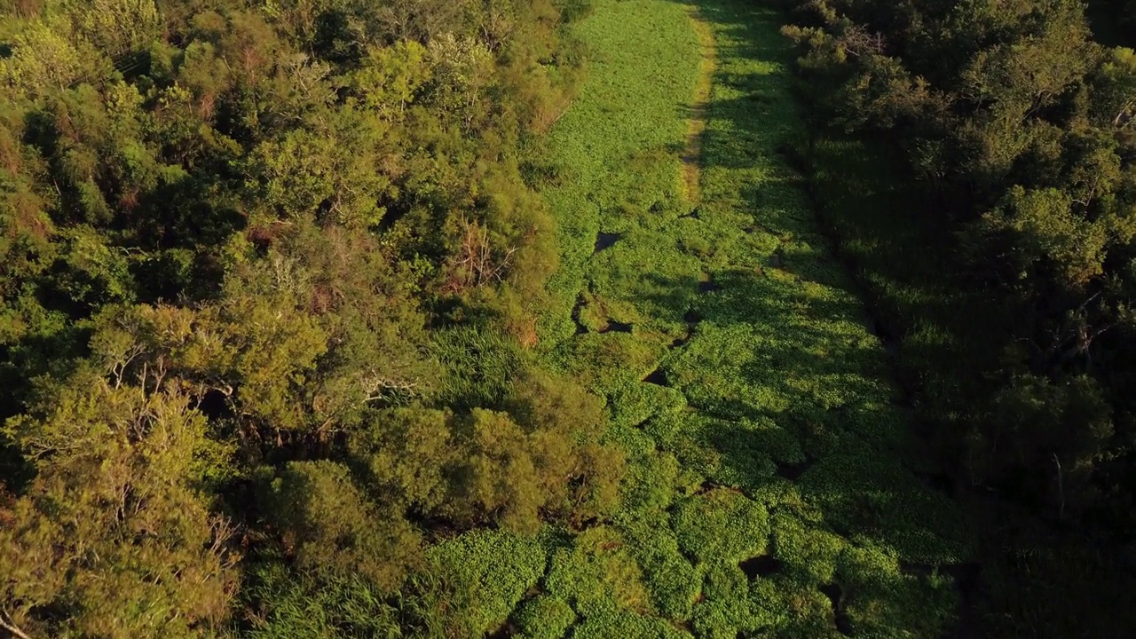 空中倾斜向下拍摄的绿色景观附近Atchafalaya河对天空-河口，路易斯安那州视频素材