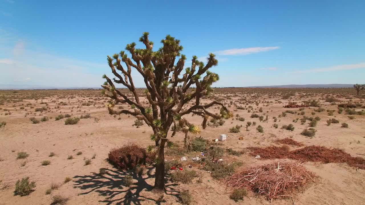 空中平移拍摄的树在植物附近的山脉在沙漠对天空-兰德斯，加利福尼亚视频素材